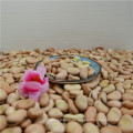 Granos de habas secos de alta calidad / granos de faba / semillas de habas para la fábrica de conservas